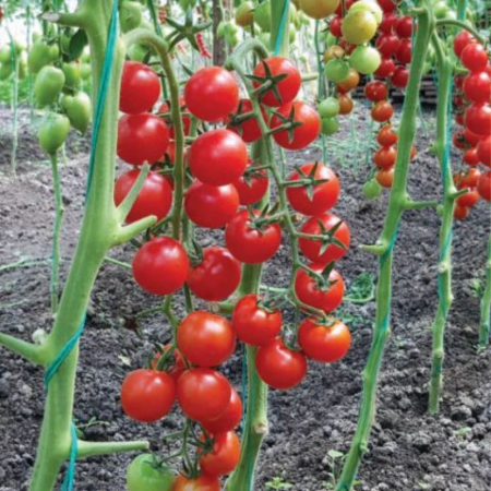 Seminte de tomate nedeterminate - Prolina F1