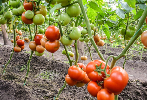Seminte de tomate semideterminate Qualitet F1, 500 sem [0]