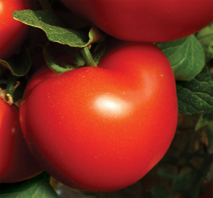Seminte de tomate semideterminate Qualitet F1, 500 sem [1]