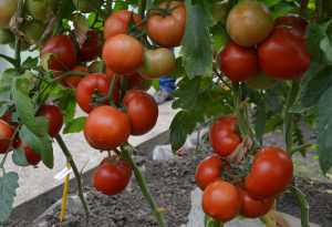 Seminte de tomate semideterminate Qualitet F1, 500 sem [2]