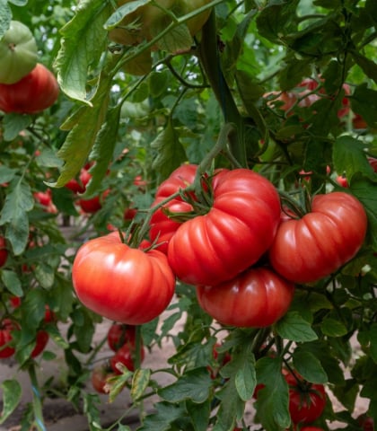 Seminte de Legume - Rosamei F1, rosii roz