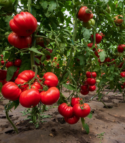 Rosamei F1, rosii roz [1]