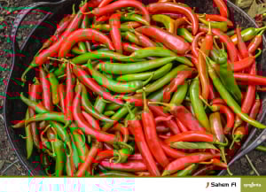 Sahem, seminte de ardei iute [2]
