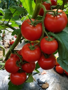 Rosii Sandoline F1 [2]