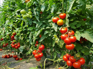 Seminte de tomate nedeterminate Sandoline F1, 500 sem [3]