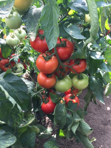 Seminte de tomate nedeterminate, Moldoveanu F1 [3]