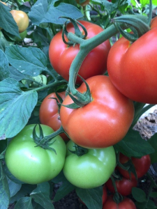 Moldoveanu F1, seminte de tomate nedeterminate [1]