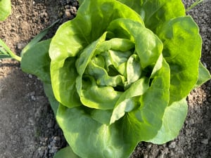 Seminte de Legume - Salata Shangore