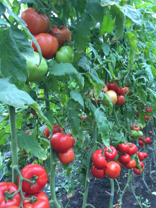 Seminte de tomate nedeterminate Kingset F1, 500 sem [5]