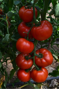 Seminte de tomate semideterminate Devonet F1, 500 sem [1]