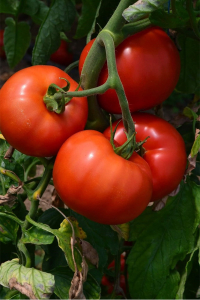 Seminte de tomate semideterminate Devonet F1, 500 sem [3]