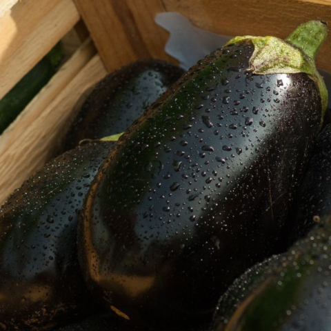 Vinete Mercury F1 [1]