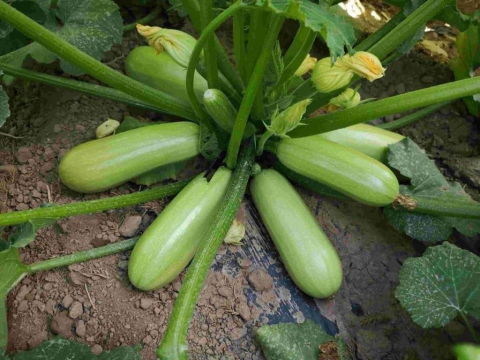 Seminte de Legume - Summer Ace, seminte de dovlecei
