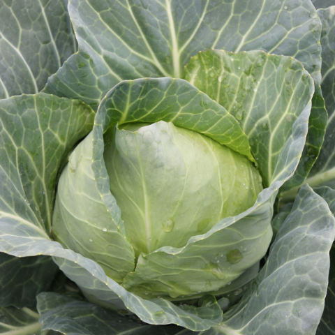 Seminte de varza - Tampa F1, seminte de varza