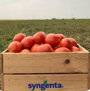 Seminte de Legume - Brixtone F1, 5000 sem, seminte de tomate determinate