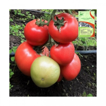 Seminte de tomate nedeterminate - Tomate Roz Htp-11 F1