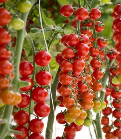 Seminte de tomate nedeterminate - Tredicy F1