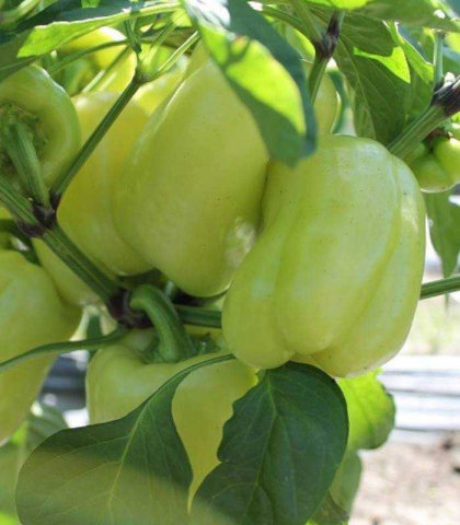 Valahia F1, 500 seminte, seminte de ardei gras [1]