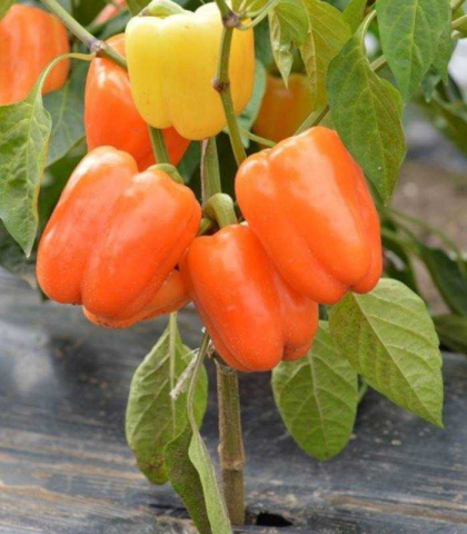 Valahia F1, 500 seminte, seminte de ardei gras [2]