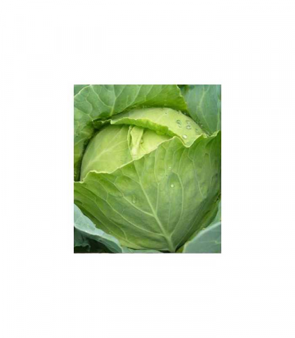 Seminte Varza de Buzau [2]