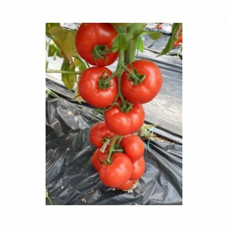 Seminte de tomate nedeterminate - Yigido F1