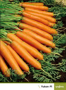 Yukon F1, 100.000 seminte [1]