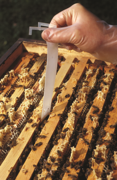 BAYVAROL STRIPS 5X4 BENZI [3]