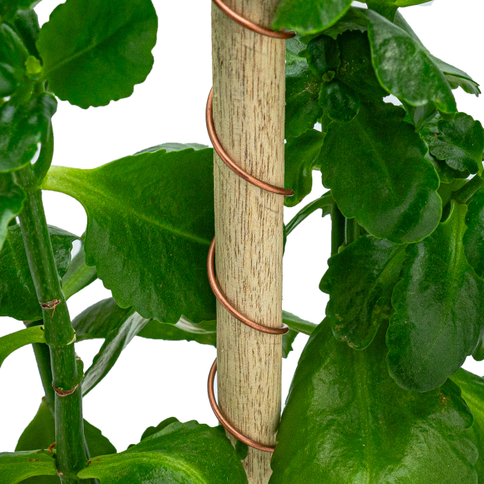 Tijă cu spirală din cupru pentru plante [4]