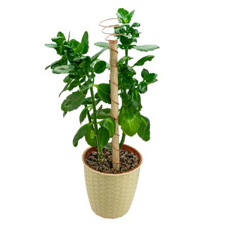 Tijă cu spirală din cupru pentru plante [1]