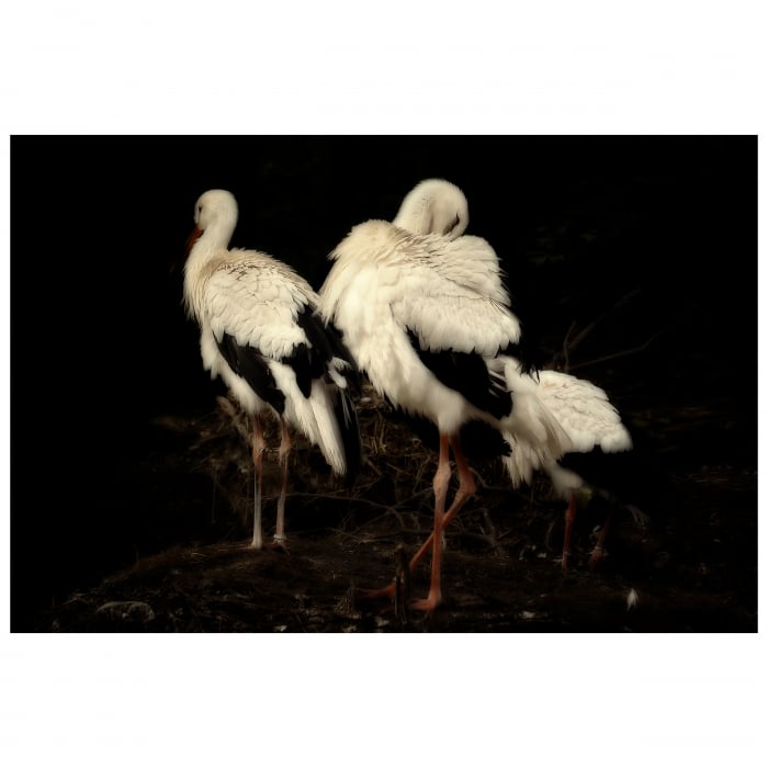 Tablou Canvas Artantida - Stork [1]