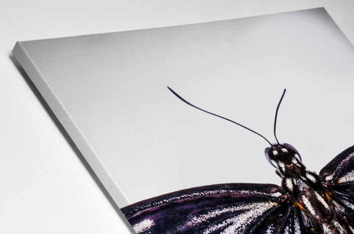 Tablou Canvas - Butterfly [4]