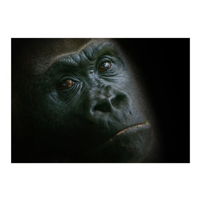 Tablou Canvas - Gorilla [1]
