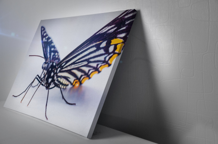 Tablou Canvas -Butterfly [2]