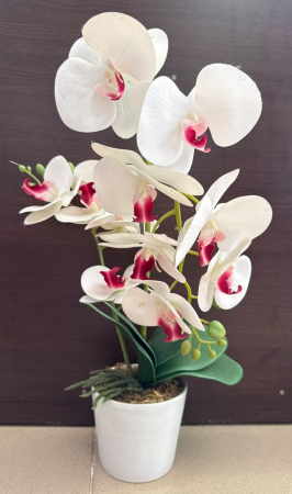 Orhideea mare decor [1]