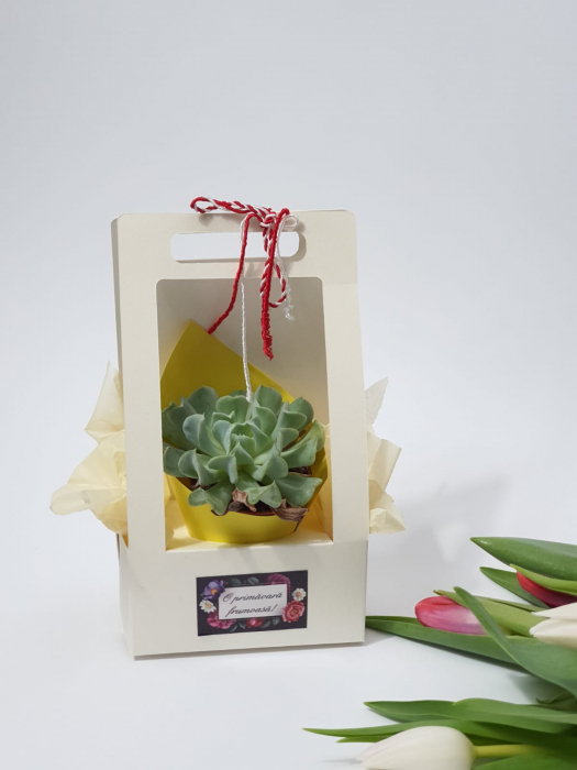 Cutie cu mâner și fereastra 10/7/19 cm - Set 40 [2]