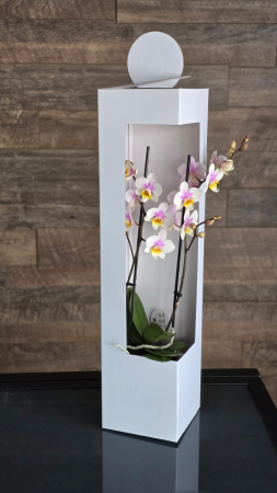 CUTII CU AUTOFORMARE - CUTIE SPRING
