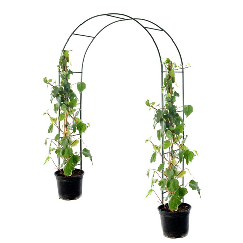 Arcada metalica pentru trandafiri, negru, 240x140x38 cm [6]