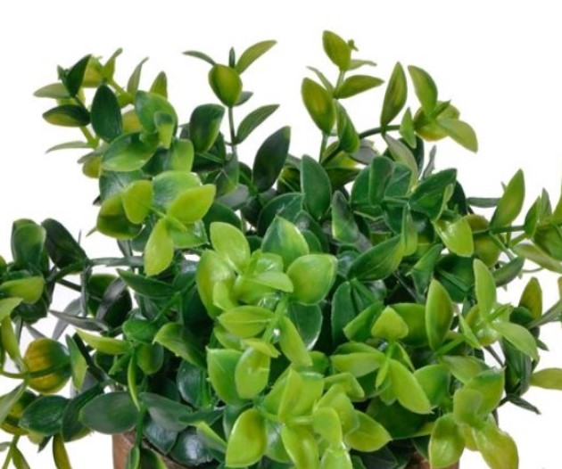 Bonsai decorativ cu frunze late in ghiveci ceramic [5]