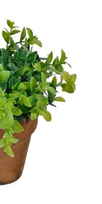 Bonsai decorativ cu frunze late in ghiveci ceramic [3]