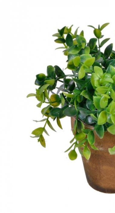 Bonsai decorativ cu frunze late in ghiveci ceramic [4]