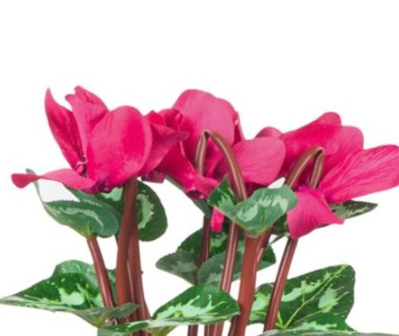 Floare decorativa artificial in ghiveci [3]