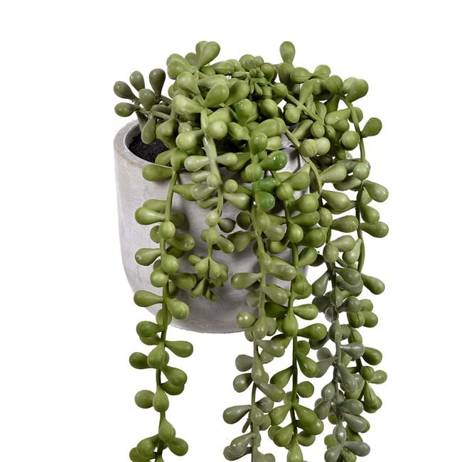 Ghiveci decorativ cu planta atarnatoare [2]