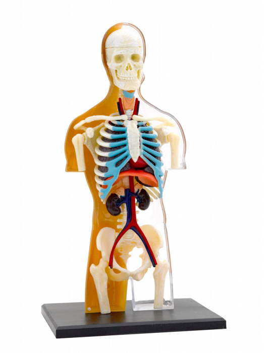 Kit STEM Anatomia corpului uman [2]