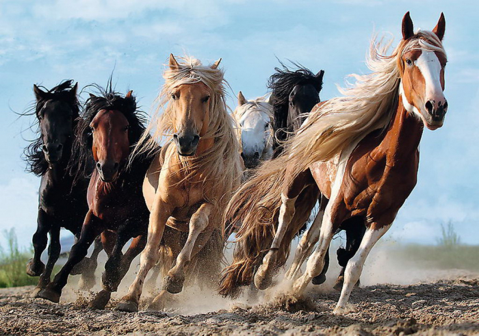 Puzzle Trefl 1000 Cai la Galop  [2]