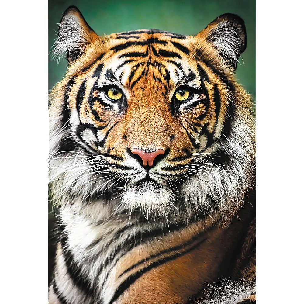 PUZZLE TREFL 1500 PORTRET TIGRU [2]