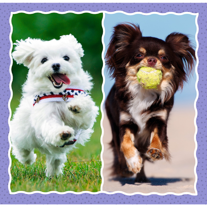 Puzzle Trefl 3in1 Cățelușii Adorabili  [3]