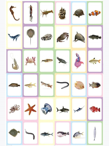Carduri pentru invatarea vietatilor marine in limba engleza,36/bucati/set [2]