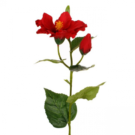Fir floare hisbicus decorativ [1]