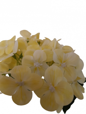 Hortensie galbena artificiala decorativa in ghiveci ceramic [1]