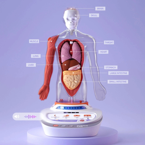 Joc STEM Anatomia umana, TopBright [1]